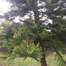 啃噬南洋杉|Araucaria cunninghamii